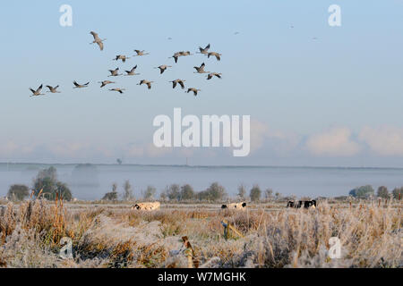 Troupeau de vingt communes juvéniles / grues eurasien (Grus grus), publié récemment par le grand projet de la grue sur le Somerset Levels et les Maures, survolant le bétail en pâturage, Somerset, England, UK, octobre 2010. VISION 2020 Exposition. Banque D'Images