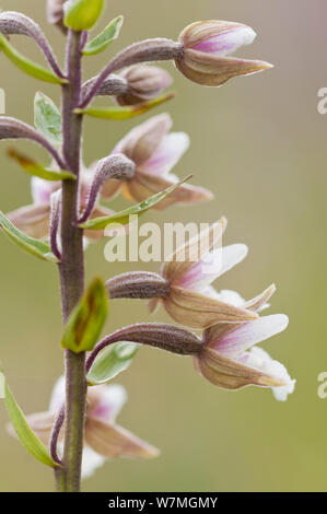 Marsh helleborine (Epipactis palustris) close up of flowers, Braunton Burrows, Devon, UK, juillet. Banque D'Images