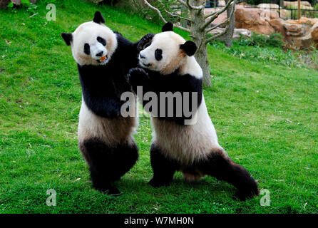 Panda géant (Ailuropoda melanoleuca) jouer deux combats, captive, Le Zoo Parc de Beauval France, en voie de disparition Banque D'Images