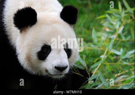 Panda géant (Ailuropoda melanoleuca) portrait, captive, Zoo Parc de Beauval, en France, en voie de disparition Banque D'Images