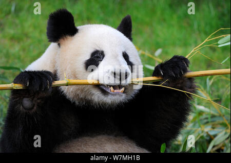 Panda géant (Ailuropoda melanoleuca) se nourrissant de bambou, captive, Le Zoo Parc de Beauval, en France, en voie de disparition Banque D'Images