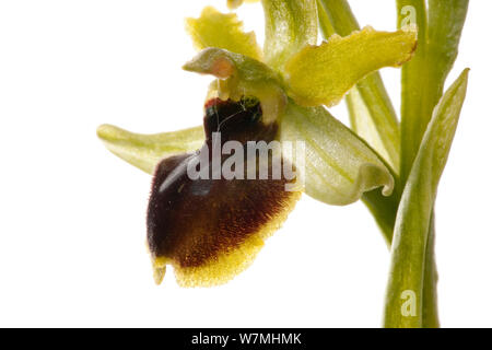 L'orchidée araignée (Ophrys) sphedodes herbage, Optevoz, Rhône-Alpes, France, avril. meetyourneighbors.net project Banque D'Images