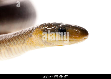 Aesculapian snake (Elaphe longissima) tête portrait, prairie, Optevoz, Isère, Rhône-Alpes, France, avril. meetyourneighbors.net project Banque D'Images