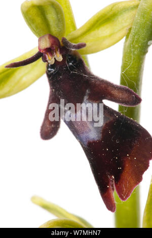 L'orchidée Ophrys insectifera (Fly) close up of flower, Optevoz, Isère, Rhône-Alpes, France, avril. meetyourneighbors.net project Banque D'Images