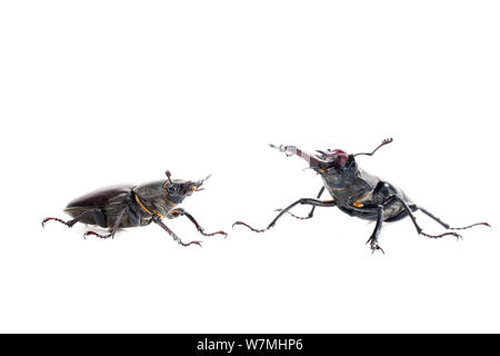 Stag beetle (Lucanus cervus) Mâle (à droite) et femelle (à gauche), des bois, Rochetoirin, Isère, Rhône-Alpes, France, juin. meetyourneighbors.net project Banque D'Images