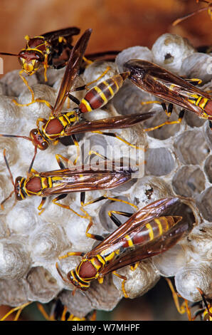 Paper Wasp (Polistes sp.) gardiennage nid. Micos river, région Huasteca, nord-est du Mexique, août. Banque D'Images