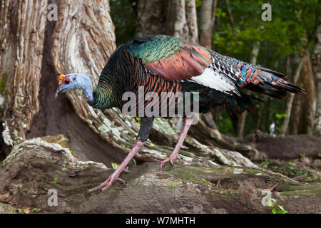 Ocellated Turquie (Meleagris / Agriocharis ocellata). El Mirador-Rio Azul Parc National, Ministère de Peten, Guatemala. Banque D'Images