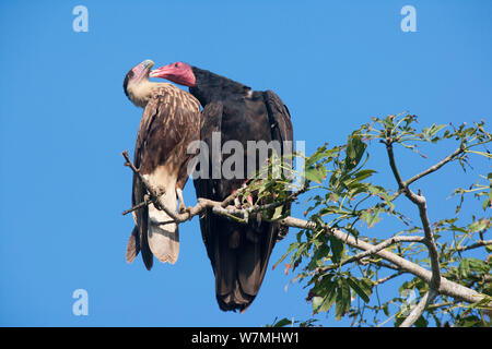 Urubu à tête rouge (Cathartes aura) Interaction avec Caracara huppé (Caracara plancus). L'île de Maria Madre, Islas Marias de la biosphère, la Mer de Cortez (golfe de Californie), au Mexique, en septembre. Banque D'Images