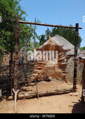 Pour faire sécher la peau des bovins et les boucliers de cuir à Shakaland Zulu Cultural Village, Eshowe, Kwazulu Natal, Afrique du Sud Banque D'Images