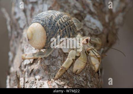 L'ermite terrestre (Coenobita compressus en escargot nerita Nerita sp.) (shell, Maria Cleofas Island, Islas Marias de la biosphère, la Mer de Cortez (golfe de Californie), Mexique, août. Banque D'Images