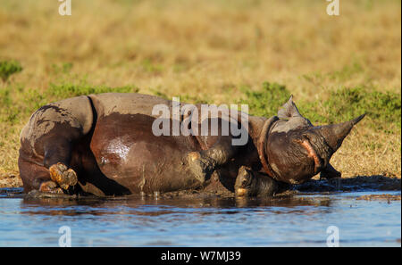 Le rhinocéros noir (Diceros bicornis) masculin se vautrer dans l'eau, Etosha National Park, Namibie Banque D'Images