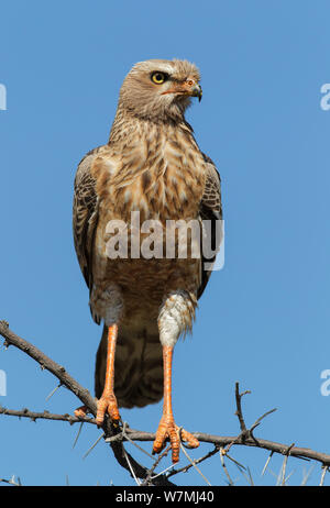 Chant pâle autour des palombes (Melierax canorus) juvenile, Etosha National Park, Namibie Avril Banque D'Images