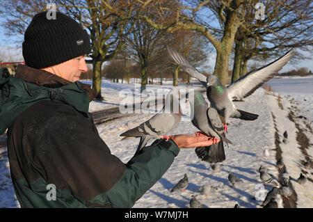 Pigeons sauvages (Columba livia) feeding out d'une main d'homme. Glasgow, en Écosse, décembre. Banque D'Images