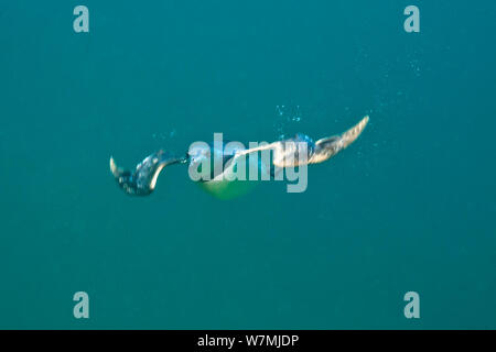 Common guillemot (Uria aalge) natation le battement d'ailes sous l'eau qu'il recherche les petits poissons proies, Iles Farne, Northumberland, Angleterre, Mer du Nord, Juillet Banque D'Images