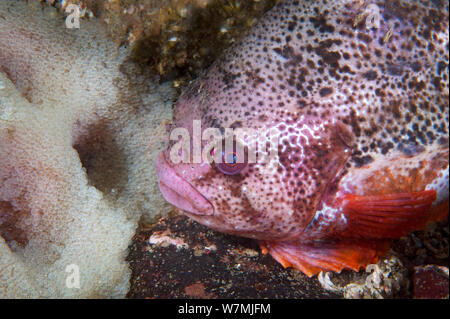 (Cyclopterus lumpus Lumpsucker) mâles colorés garde la couvée, St Abbs, Berwickshire, en Écosse, au Royaume-Uni, en mer du Nord, Avril Banque D'Images