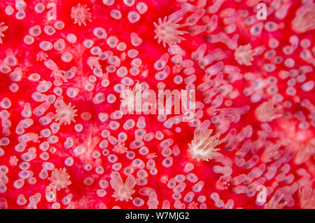 La texture de la peau de Crossaster papposus) sunstar (Loch Carron, Ross et Cromarty, Ecosse, UK, du nord-est de l'océan Atlantique, Juin Banque D'Images