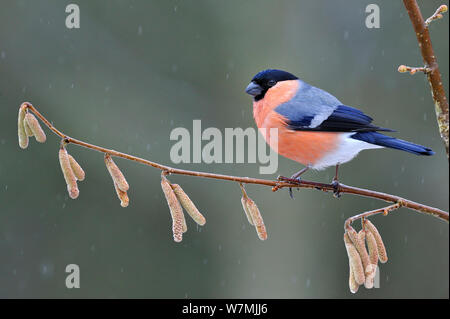 Bouvreuil (Pyrrhula pyrrhula) mâle perché sur hazel direction au cours de l'hiver neige, Lorraine, France, janvier. Banque D'Images