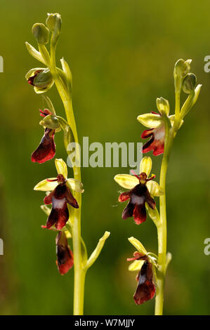 L'orchidée Ophrys insectifera (Fly) en fleur, Lorraine France, juin. Banque D'Images