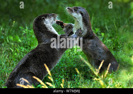 Rivière européenne loutre (Lutra lutra) deux à jouer ensemble sur l'herbe, Parc Hunawihr Alsace, France, en juillet. Banque D'Images