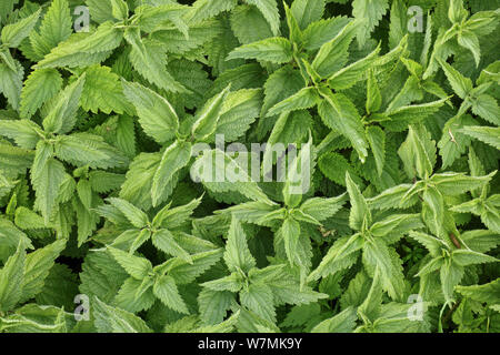 Beaucoup de spécimen de plantes d'ortie commune Banque D'Images