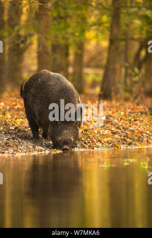 Le sanglier (Sus scrofa) boire d'autre piscine. La Hollande, l'Europe, novembre. Banque D'Images