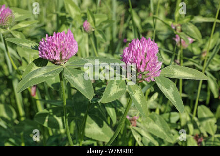 Détail de la tête de fleurs et de feuilles de trèfle rouge dans la floraison, printemps Banque D'Images