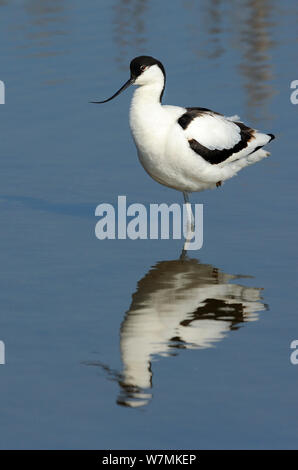 Avocette élégante (Recurvirostra avosetta) reposant sur une jambe, Lancashire, Royaume-Uni, février Banque D'Images