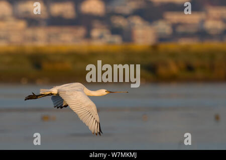 La spatule blanche (Platalea leucorodia) en vol avec des bâtiments en arrière-plan, l'île de Brownsea, Dorset, Angleterre, Royaume-Uni, février Banque D'Images