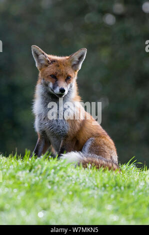 Les jeunes red fox (Vulpes vulpes) au jardin, assis, Bristol, UK, Janvier Banque D'Images