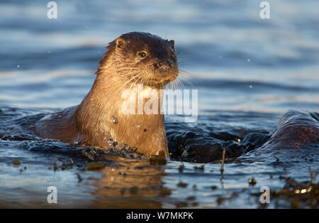 Rivière européenne loutre (Lutra lutra) natation en eau peu profonde, à l'île de Mull, Hébrides intérieures, Écosse, Royaume-Uni, décembre Banque D'Images