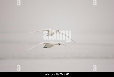 Cygne chanteur (Cygnus cygnus) en vol, le WWT, Ecosse, Caerlaverock Solway, UK, janvier. Banque D'Images