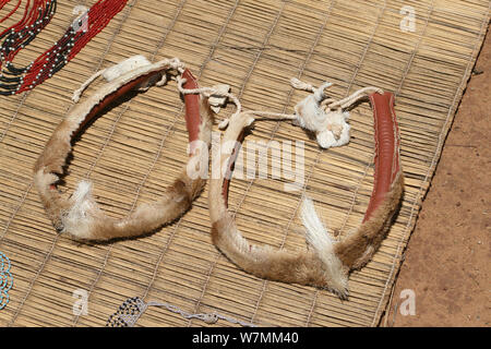 Impala Zoulou traditionnelle robe tête à Lesedi Cultural Village, berceau de l'humanité, l'Afrique du Sud Banque D'Images