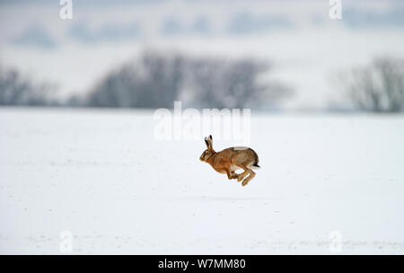 Lièvre d'Europe (Lepus europaeus) tournant sur la neige couverts champ arable, Norfolk, Angleterre, Royaume-Uni, février Banque D'Images