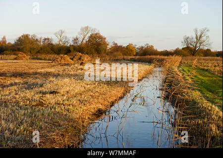 Couper des roseaux et effacée digue dans Woodwalton Fen, Cambridgeshire Fens, UK, Décembre 2011 Banque D'Images