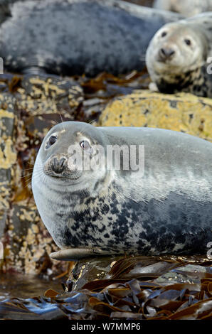 Phoque gris (Halichoerus grypus) sortis de l'eau portrait sur le varech. Iles Farne, Northumberland, juillet. Banque D'Images