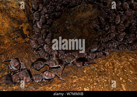 Les chauves-souris vampire (Desmodus rotundus), gîtes diurnes dans un arbre creux. Région du Chaco, en Argentine. Octobter. Banque D'Images