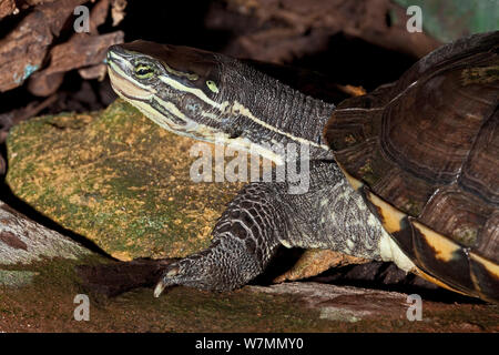 Feuille d'Annam Mauremys annamensis (tortue) reposant sur un rocher, se produit au Vietnam, espèces en danger critique d'extinction. Prisonnier Banque D'Images