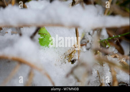 Papillon Bois mouchetée (Pararge aegeria) chrysalide, hibernant dans la neige. Studio, Bristol. Banque D'Images