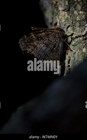 Peacock Butterfly (Inachis io) hibernant dans log pile. Ailes fermées pour montrer camouflé sous aile défensive. Studio. Bristol, Royaume-Uni, mars. Banque D'Images