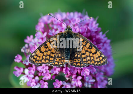 Glanville fritillary (Melitaea cinxia) reposant sur Valarian fleurs (Centranthus ruber). Ventnor, île de Wight, mai. Banque D'Images