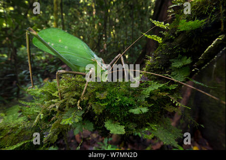 Le longicorne géant bush cricket (Macrolyristes imperator) (longueur du corps 130mm, longueur de la patte arrière 150mm, longueur 170mm) des antennes sur mousse de pâturage dans le sous-bois. Forêt de diptérocarpacées de plaine, Danum Valley, Sabah, Bornéo. Banque D'Images