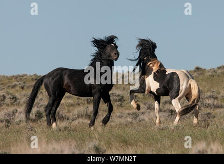 Chevaux sauvages / Mustang, deux étalons en stand-off, Wyoming, USA, Juin 2008 Banque D'Images