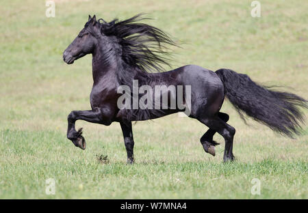 Étalon frison noir trot, Ojai, Californie, USA Banque D'Images