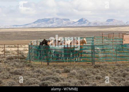 Chevaux sauvages / Mustang arrondi dans le corral, Great Divide Basin, Wyoming, USA, Octobre 2011 Banque D'Images