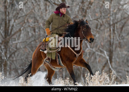 Le galop Cowboy dans la neige, Wyoming, USA, février 2012, parution du modèle Banque D'Images
