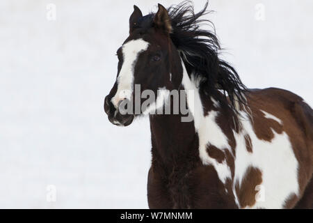 Quarter Horse peinture fonctionnant dans la neige, Wyoming, USA Banque D'Images