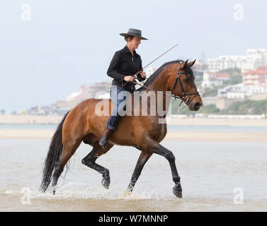 Cheval lusitanien, woman riding stallion bareback dans l'eau, pratiquer les étapes de dressage, Portugal, mai 2011, parution du modèle Banque D'Images
