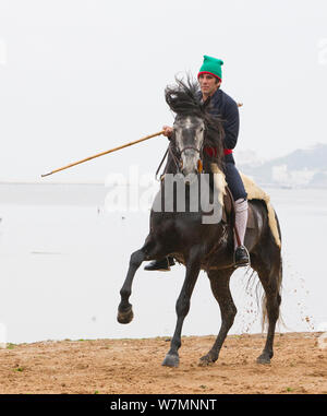Cheval lusitanien, l'homme à cheval à côté de l'eau, l'étalon de dressage pratique étapes, Portugal, mai 2011, parution du modèle Banque D'Images