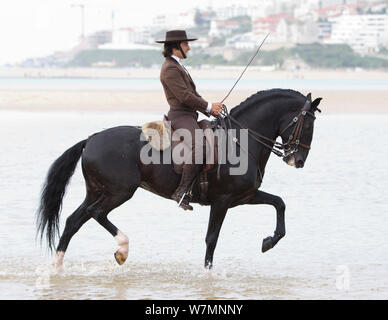 Cheval lusitanien, l'homme à cheval, de l'eau par étalon portant des vêtements traditionnels et des étapes de dressage, Portugal, mai 2011, parution du modèle Banque D'Images