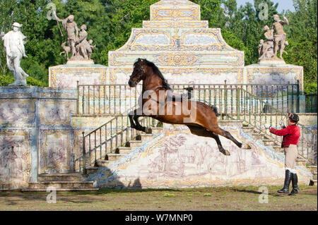 La formation, l'homme cheval lusitanien étalon en étapes de dressage, le leap, haute école équestre Royale, Lisbonne, Portugal, mai 2011, parution du modèle Banque D'Images